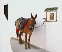 Alameda Andalucia donkey