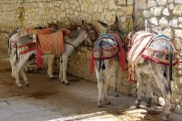 Herrera donkeys