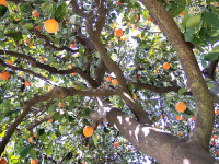 Marinaleda Andalucia oranges